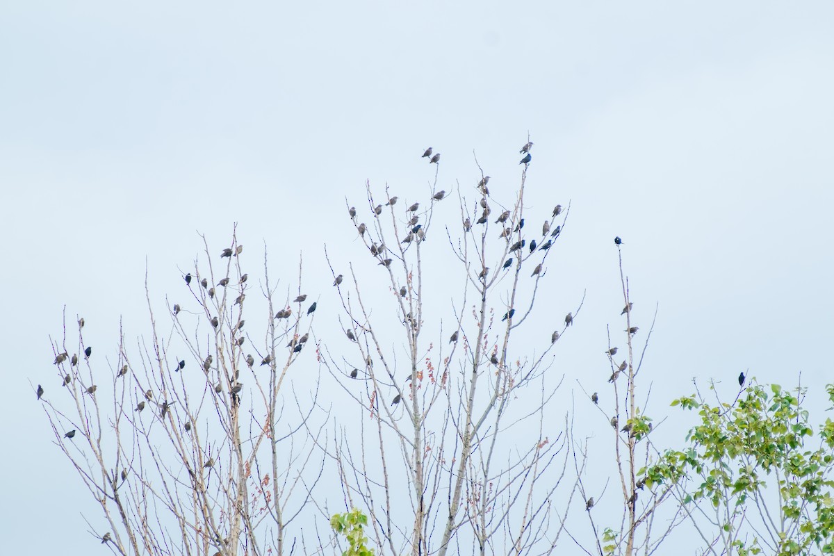 Estornino Pinto - ML638002205