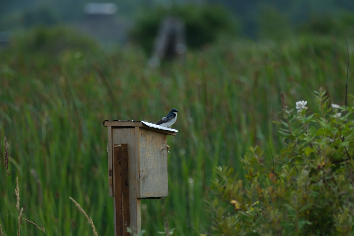 Golondrina Bicolor - ML638002207