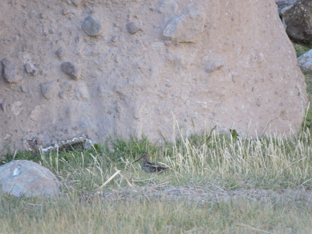 Puna Snipe - ML638002210