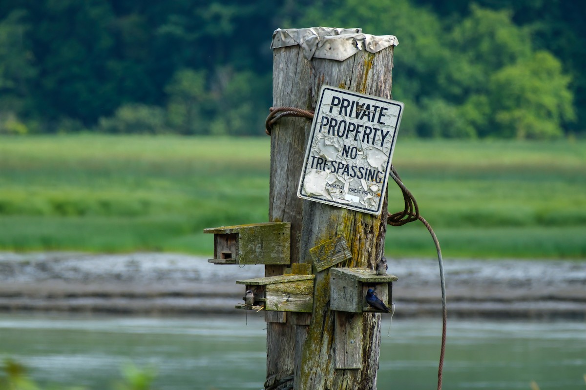 Golondrina Purpúrea - ML638002211