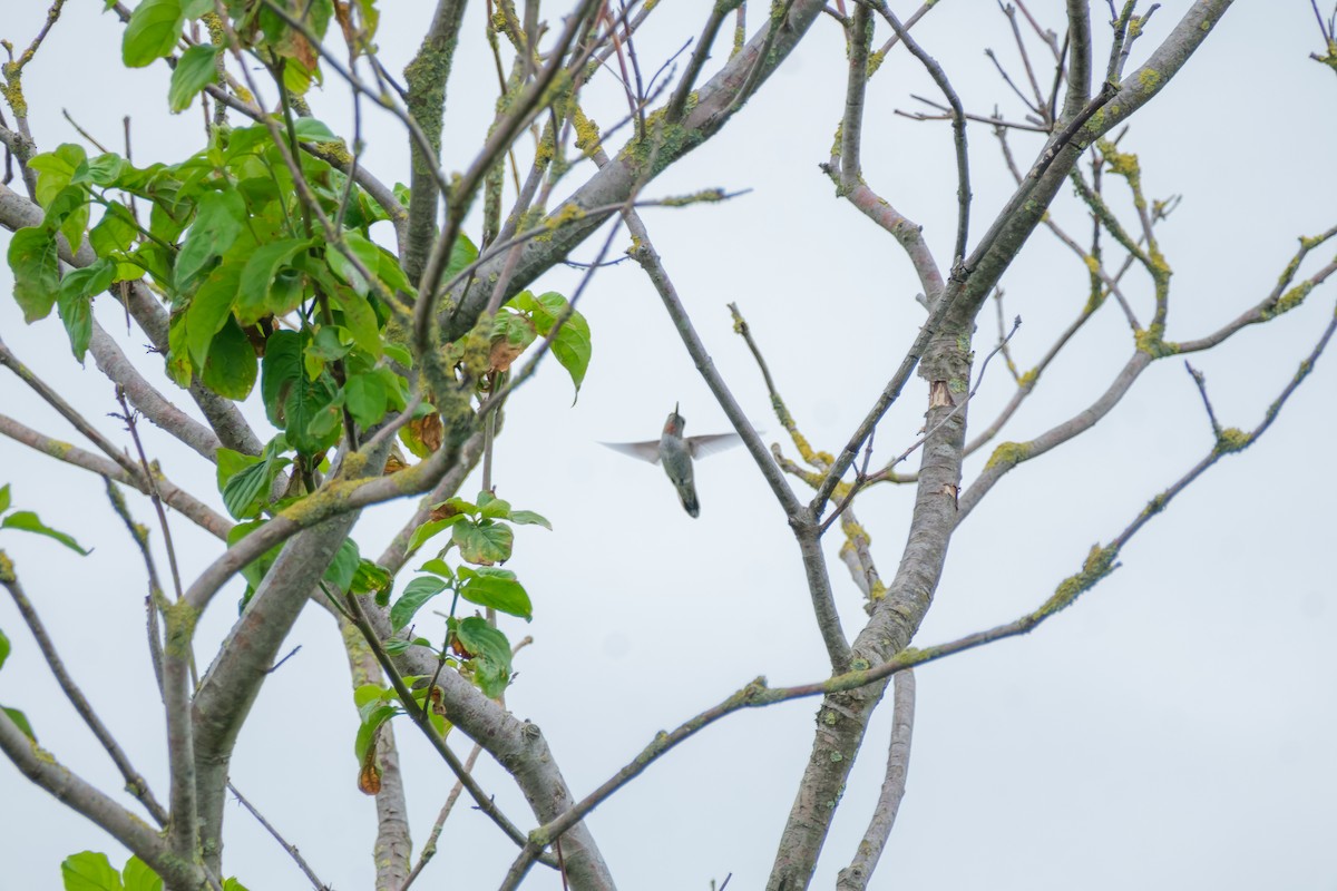 Colibrí de Anna - ML638002215