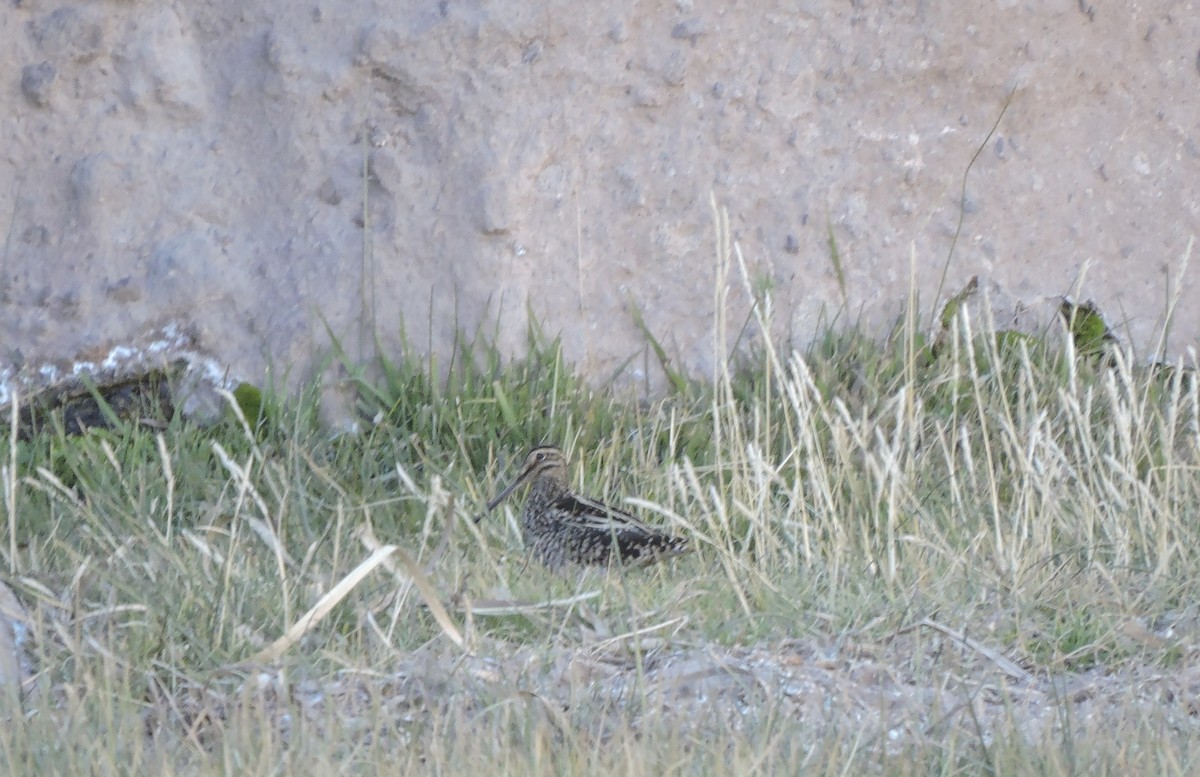 Puna Snipe - ML638002231