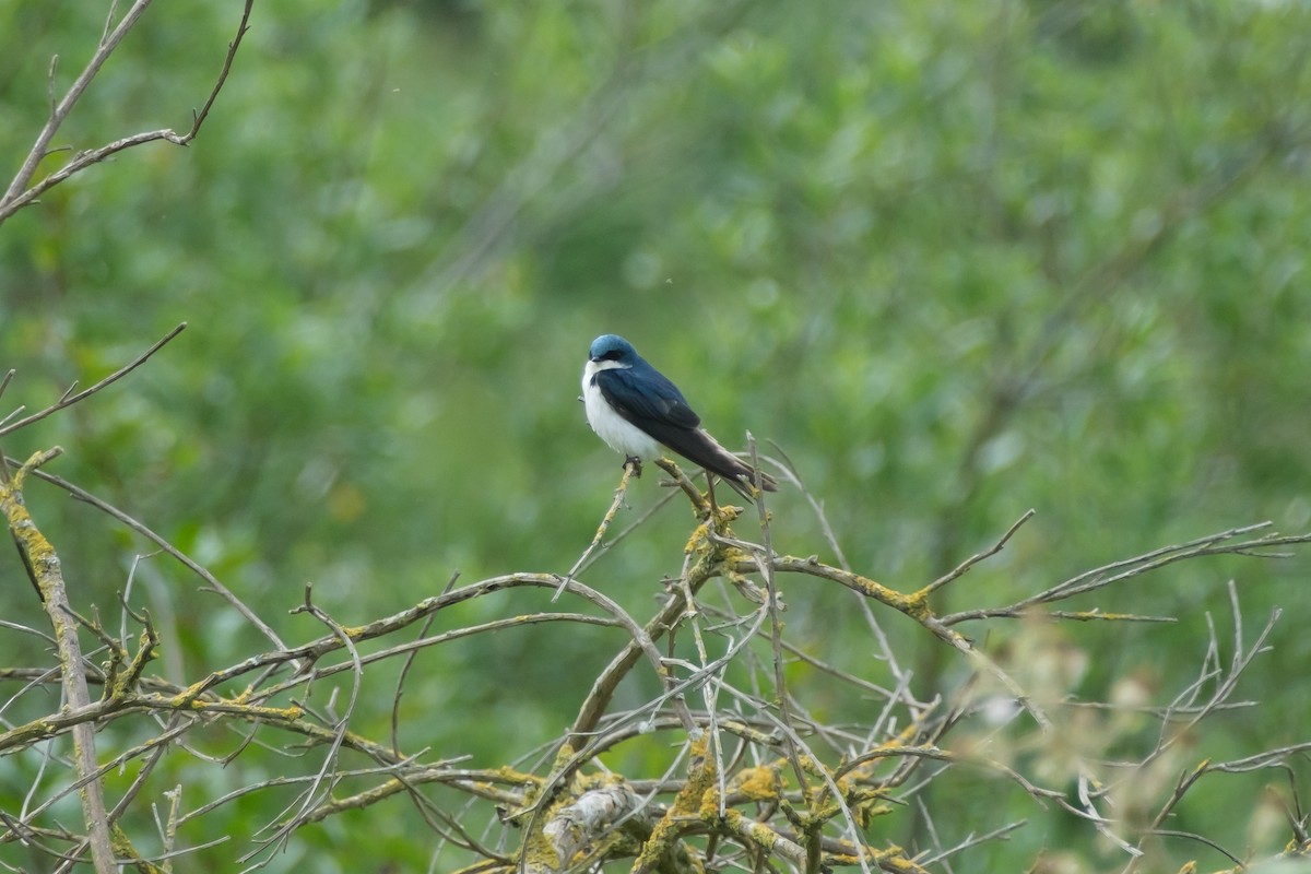 Golondrina Bicolor - ML638002237