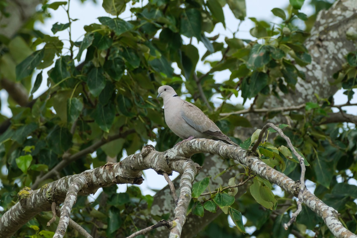 Tórtola Turca - ML638002242