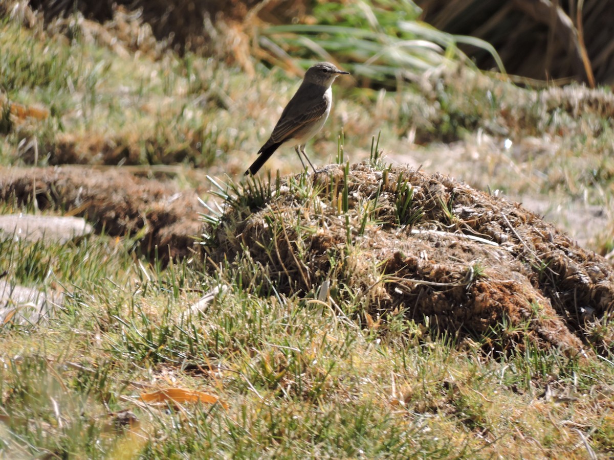 Spot-billed Ground-Tyrant - ML638002246
