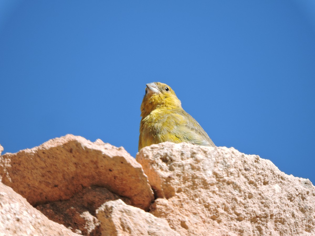 Greenish Yellow-Finch - ML638002262