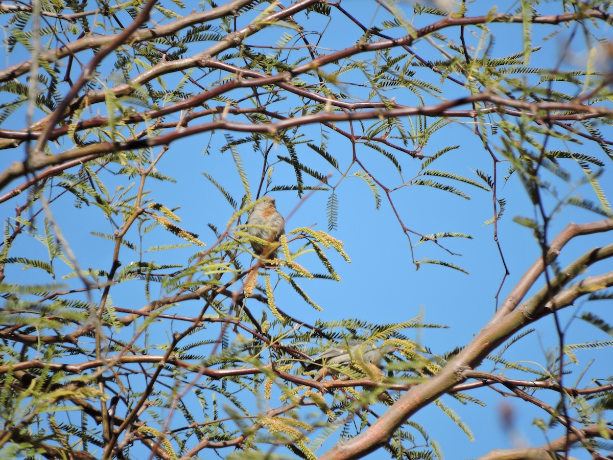 Tamarugo Conebill - ML638002268