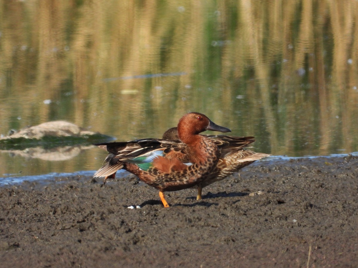 Cinnamon Teal - ML638002372