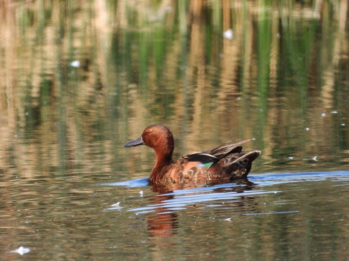 Cinnamon Teal - ML638002375
