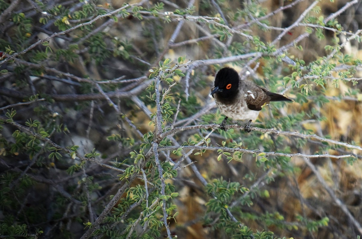Black-fronted Bulbul - ML638002447