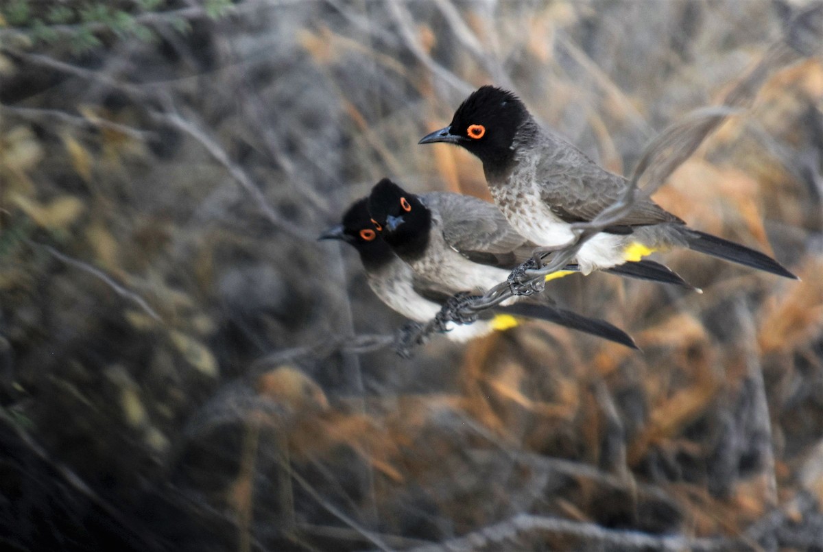 Black-fronted Bulbul - ML638002448