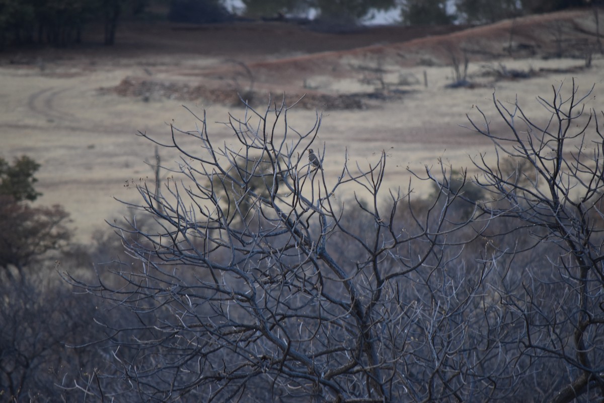 Groundscraper Thrush - ML638002461