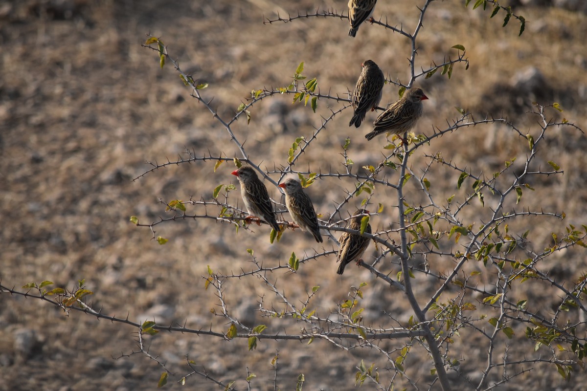 Red-billed Quelea - ML638002477