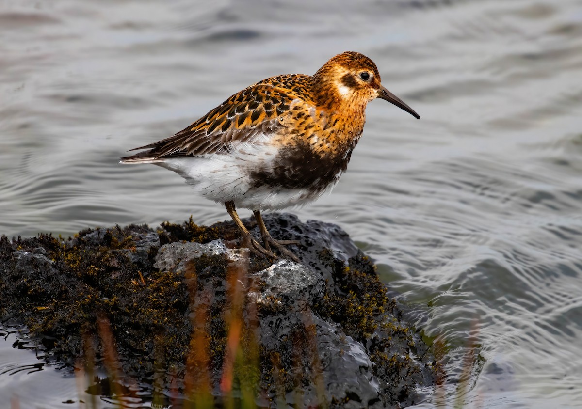 Rock Sandpiper - ML638002478