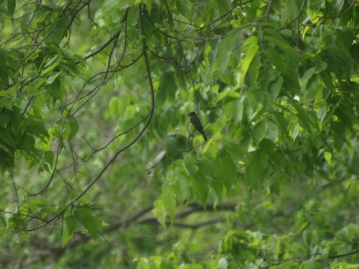 Empidonax sp. - ML638002480