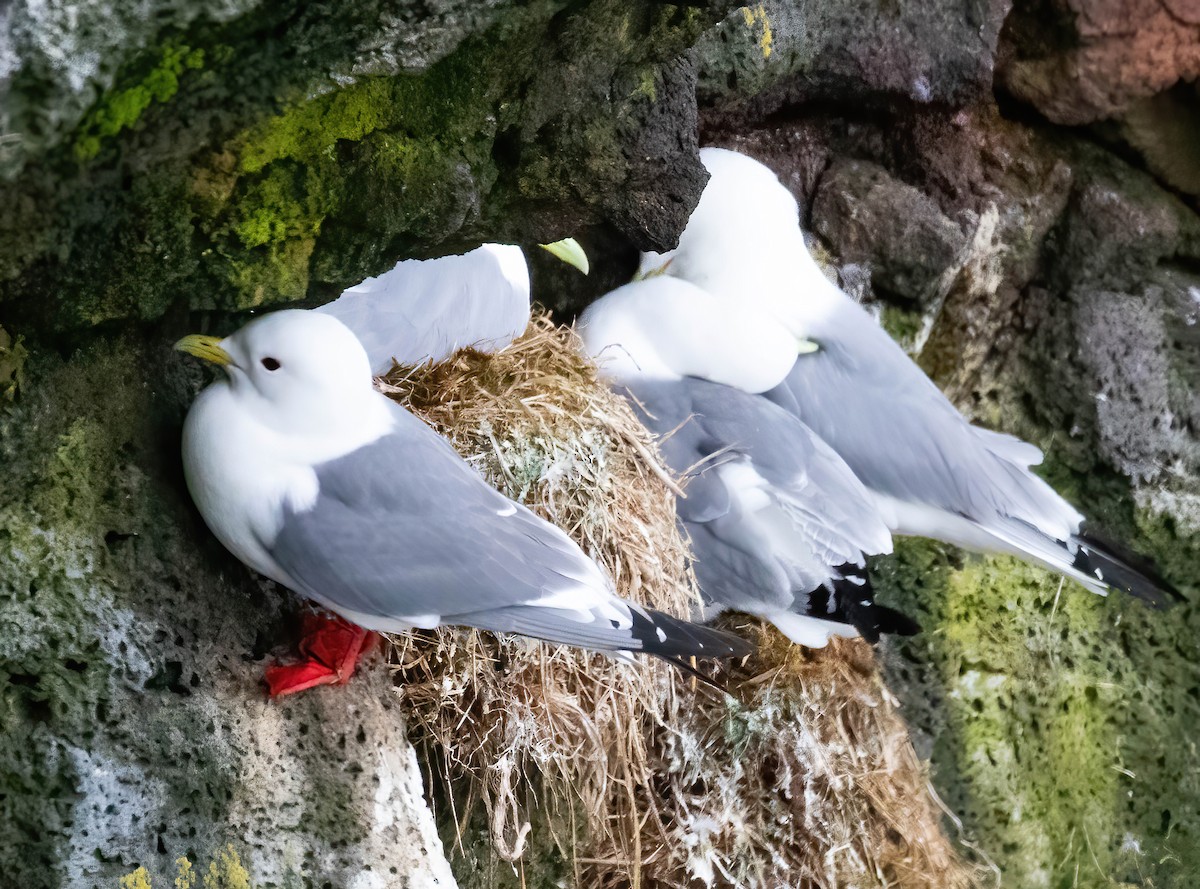Red-legged Kittiwake - ML638002552