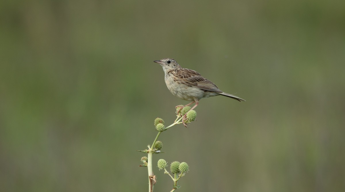 Hellmayr's Pipit - ML638002565