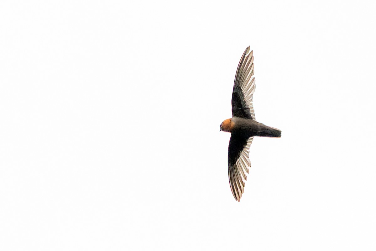 Chestnut-collared Swift - ML638002619