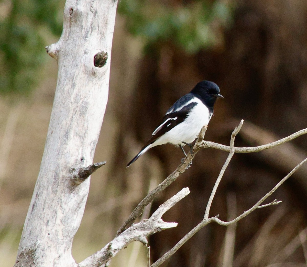 Hooded Robin - ML638002620