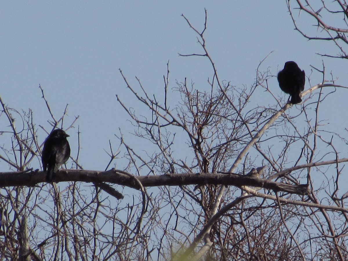 Screaming Cowbird - ML638002664
