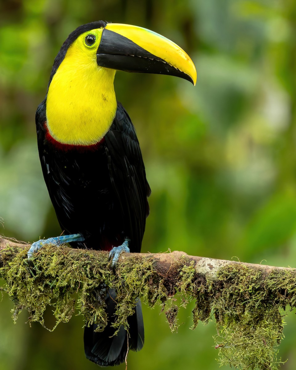 Choco Toucan - ML638002696