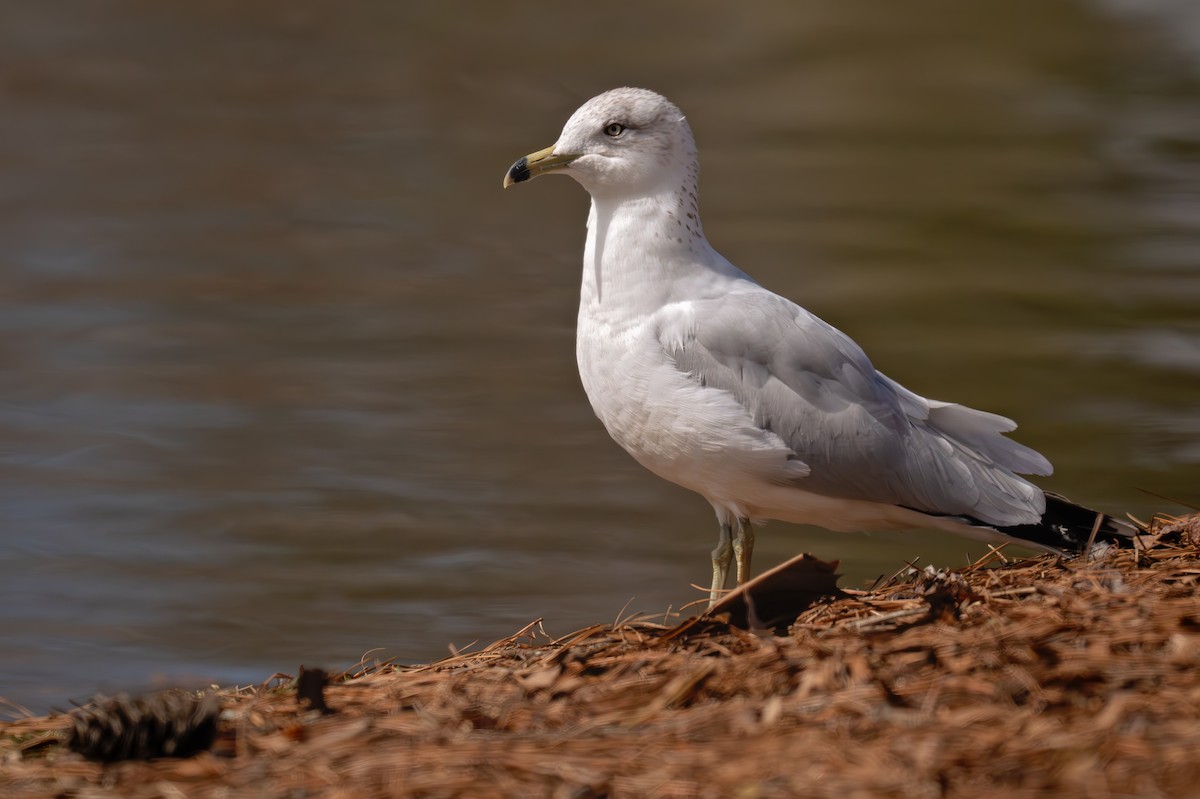 Ring-billed Gull - ML638002697