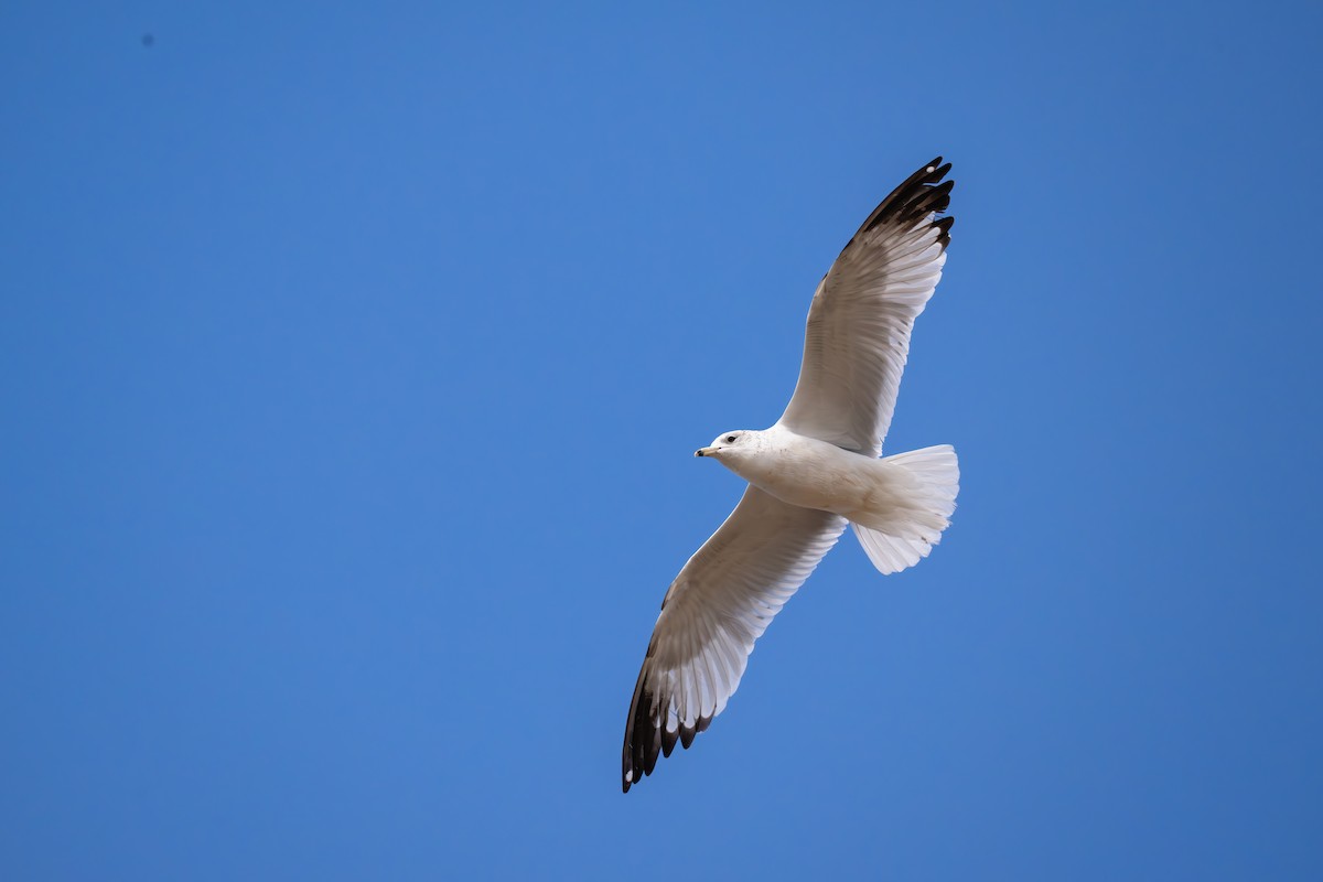 Ring-billed Gull - ML638002698