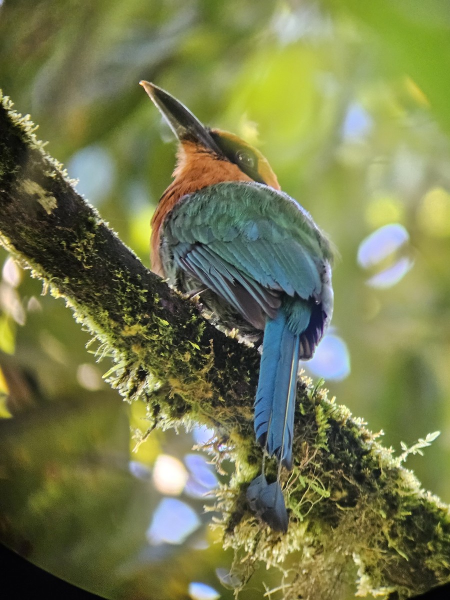 Broad-billed Motmot - ML638002705