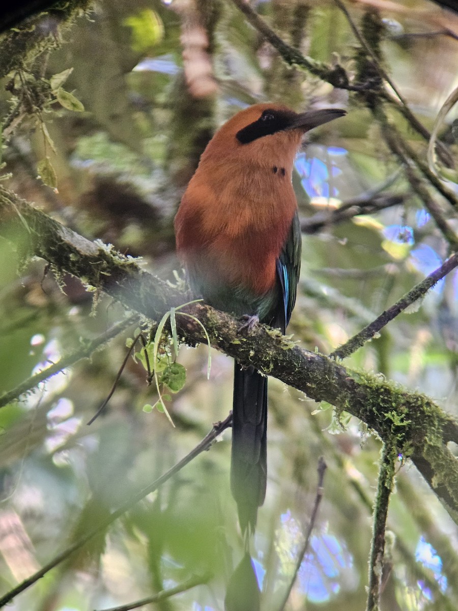 Rufous Motmot - ML638002711