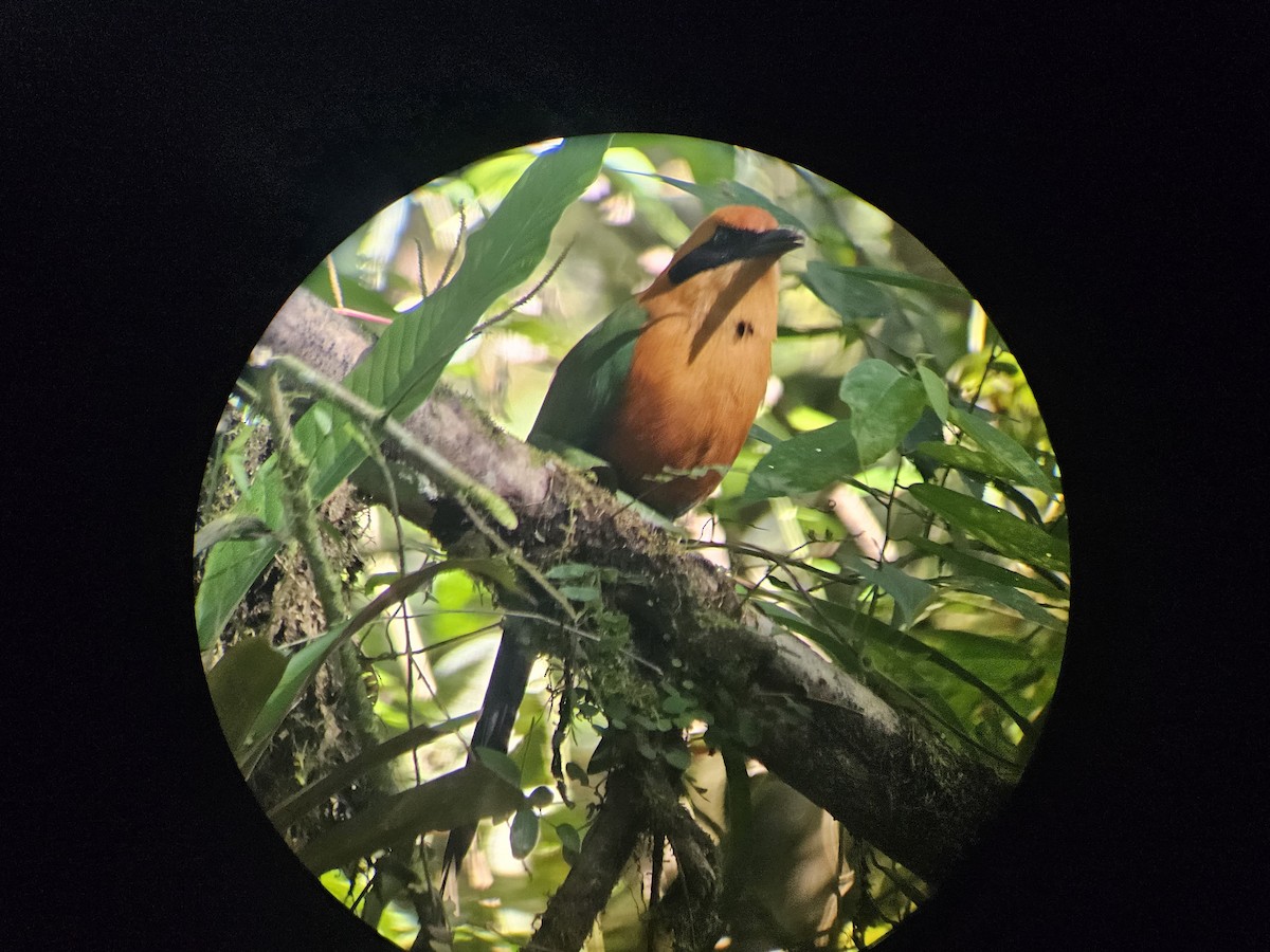 Rufous Motmot - ML638002712