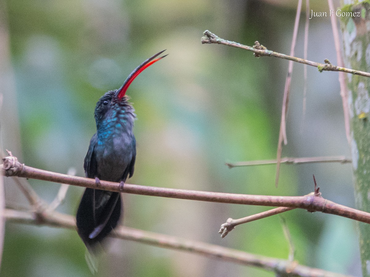 Green Hermit - ML638002716