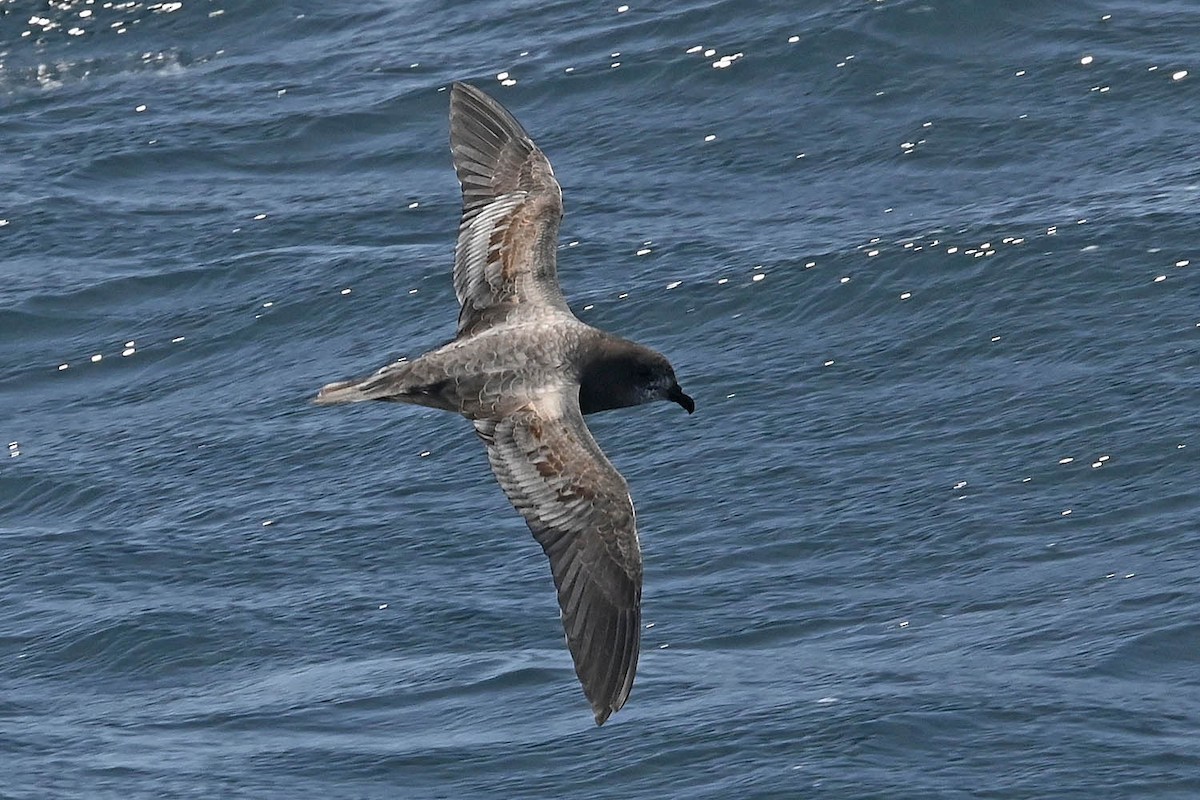 Murphy's Petrel - ML638002727