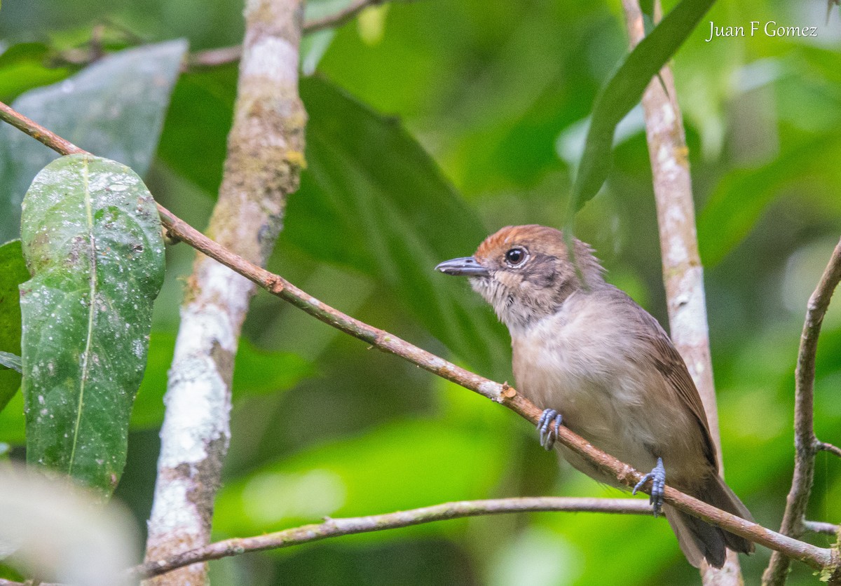 Plain Antvireo - ML638002738