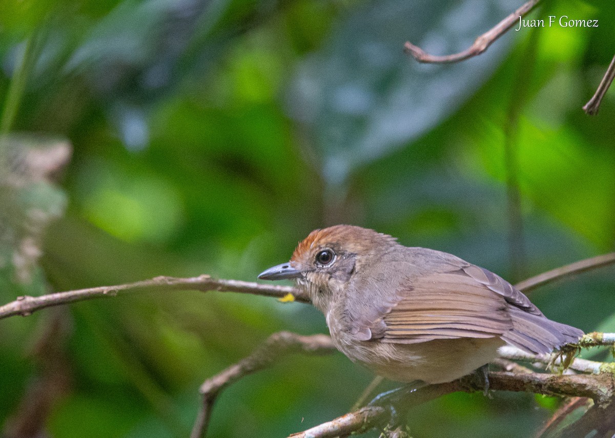 Plain Antvireo - ML638002739