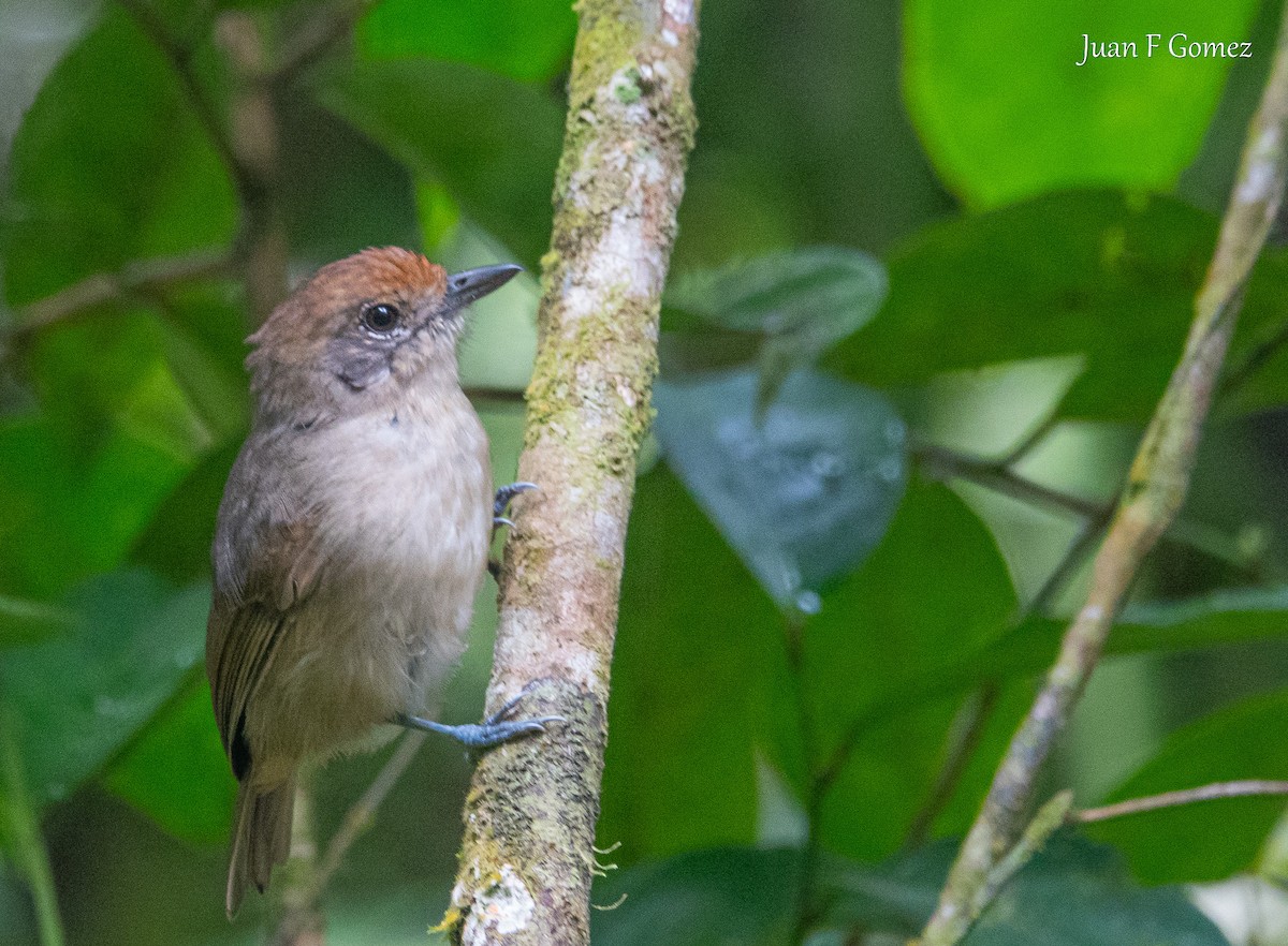 Plain Antvireo - ML638002740
