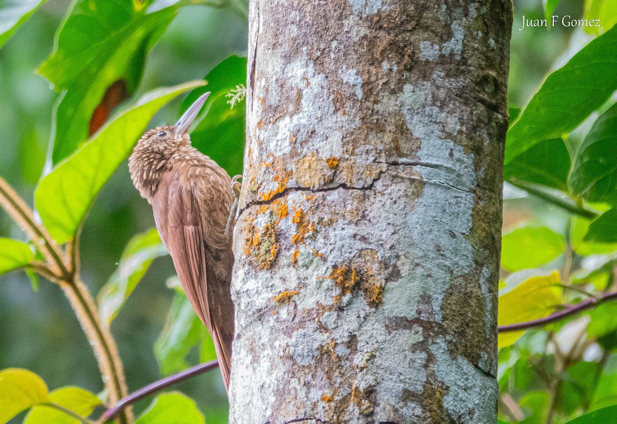 Cocoa Woodcreeper - ML638002748