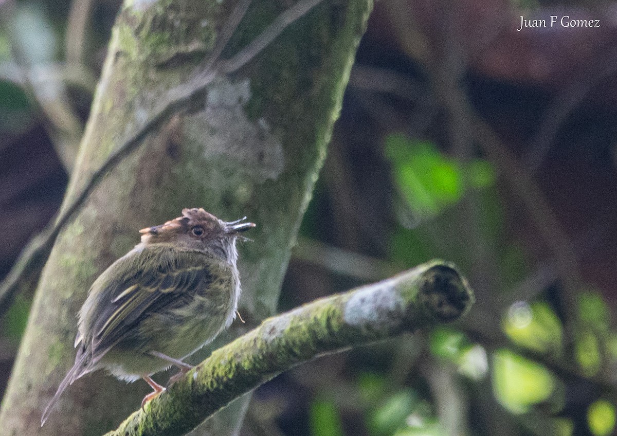 Scale-crested Pygmy-Tyrant - ML638002775