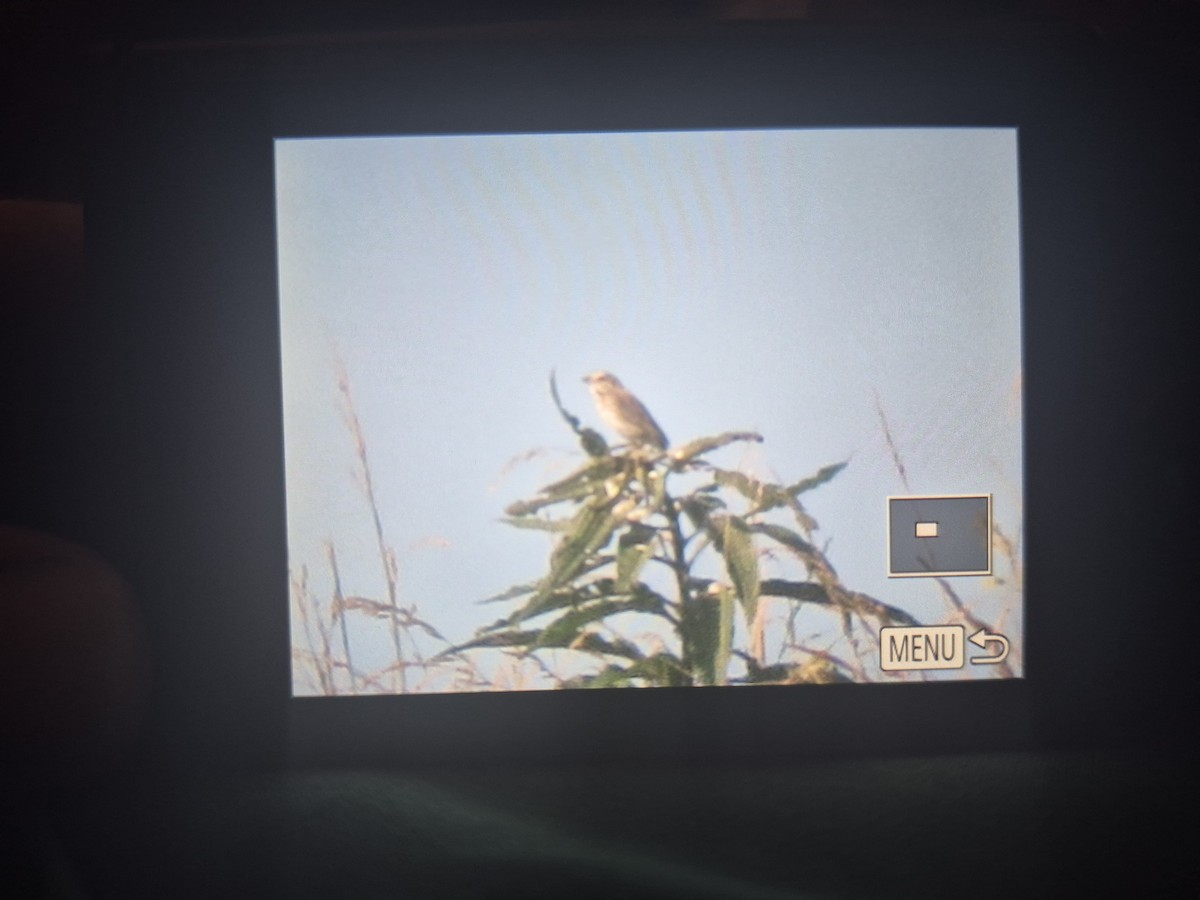 Savannah Sparrow - ML638002779