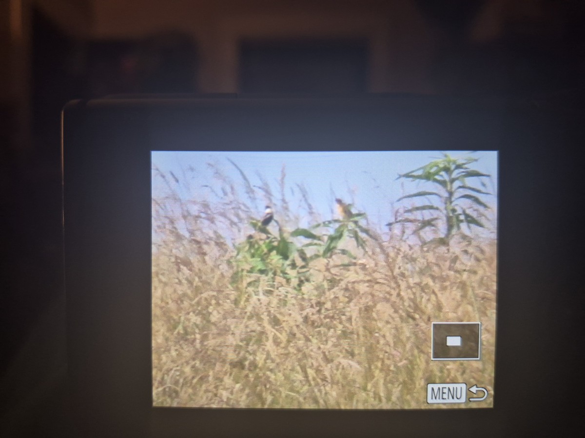 Bobolink - ML638002786
