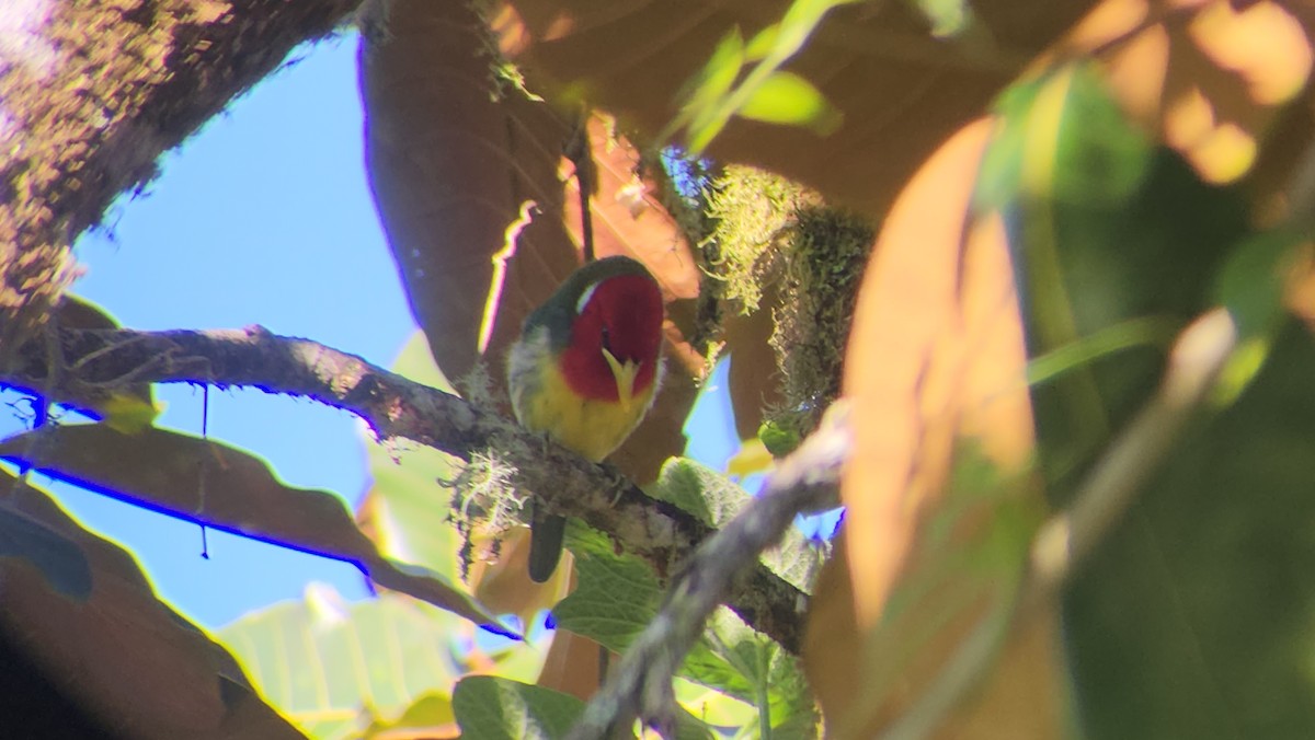Red-headed Barbet - ML638002788