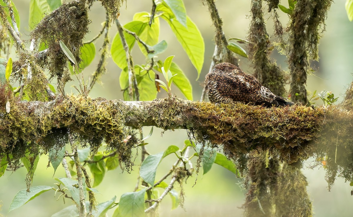 Rufous-bellied Nighthawk - ML638002803