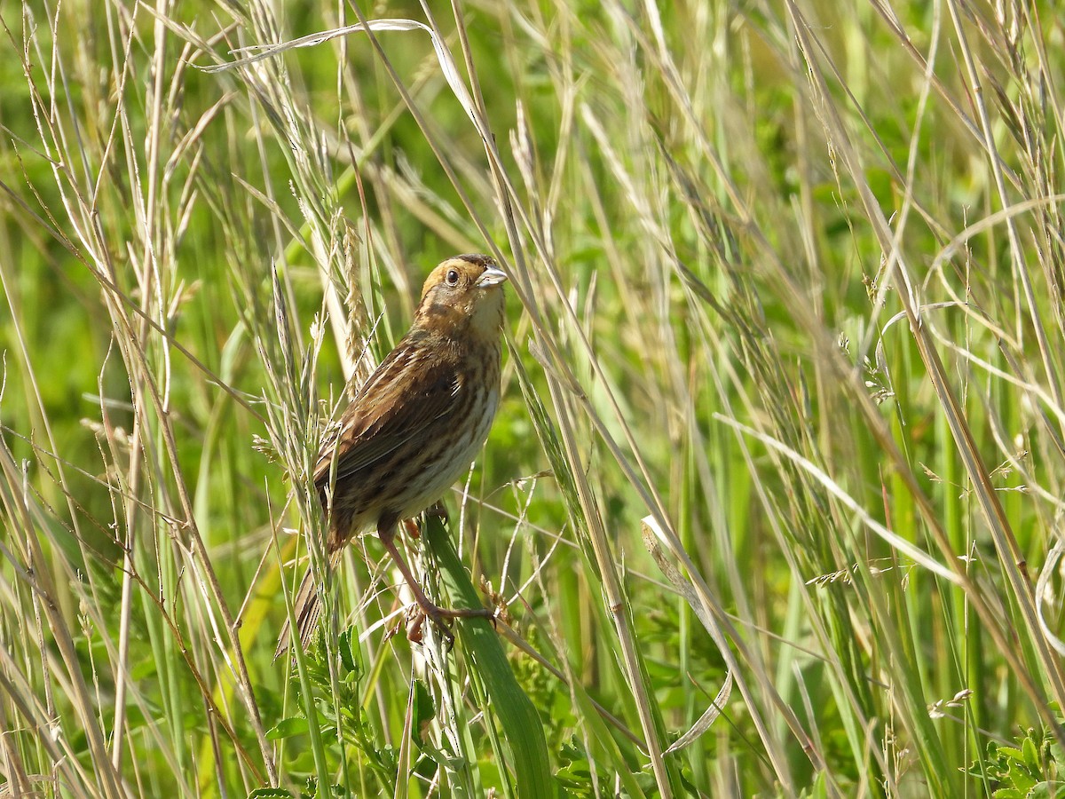 Nelson's Sparrow - ML638002871