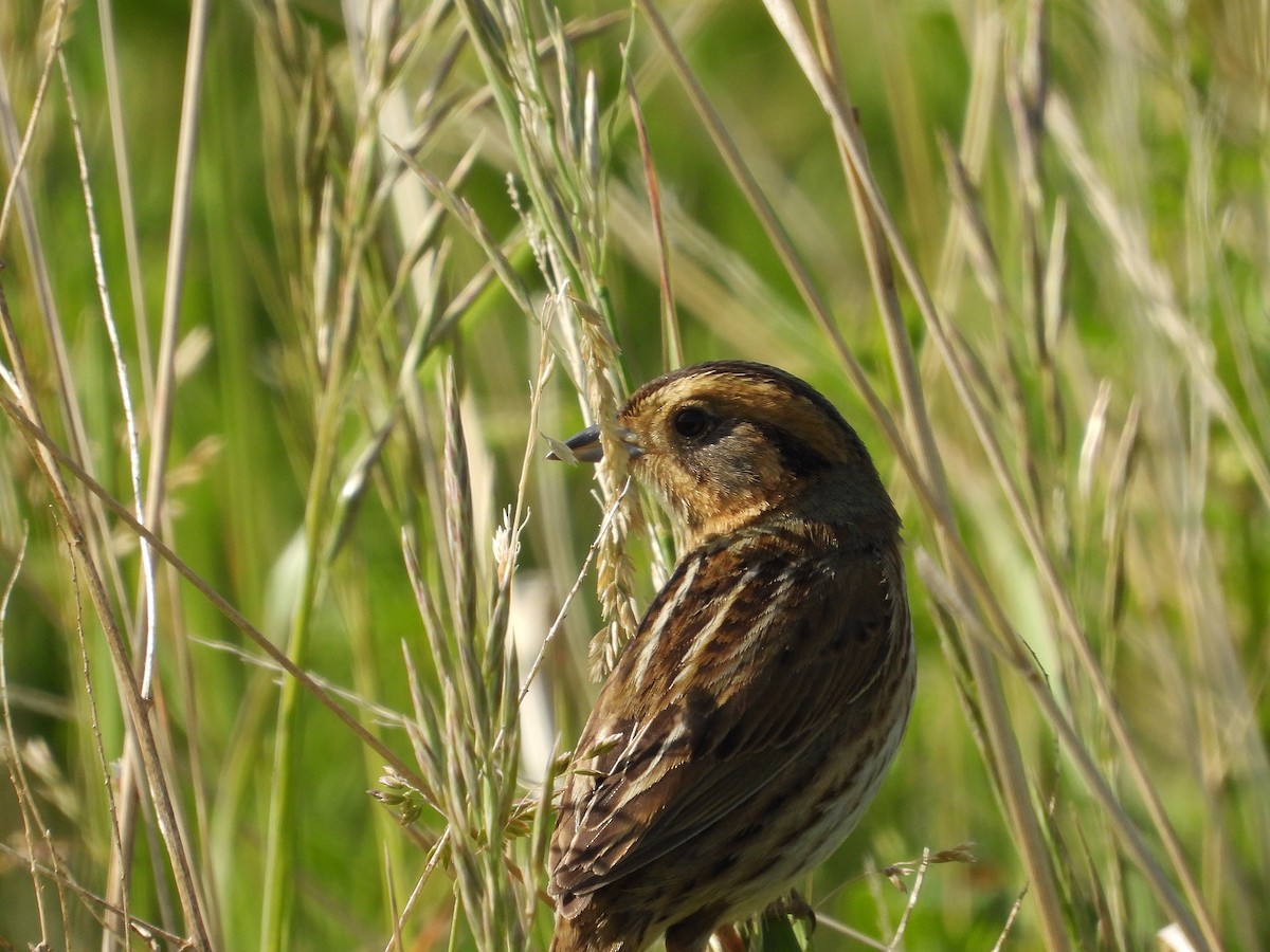 Nelson's Sparrow - ML638002875