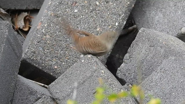 Northern House Wren - ML638002882