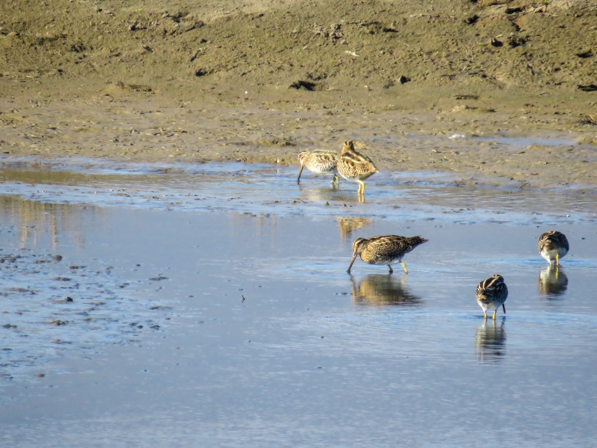 Magellanic Snipe - ML638002927