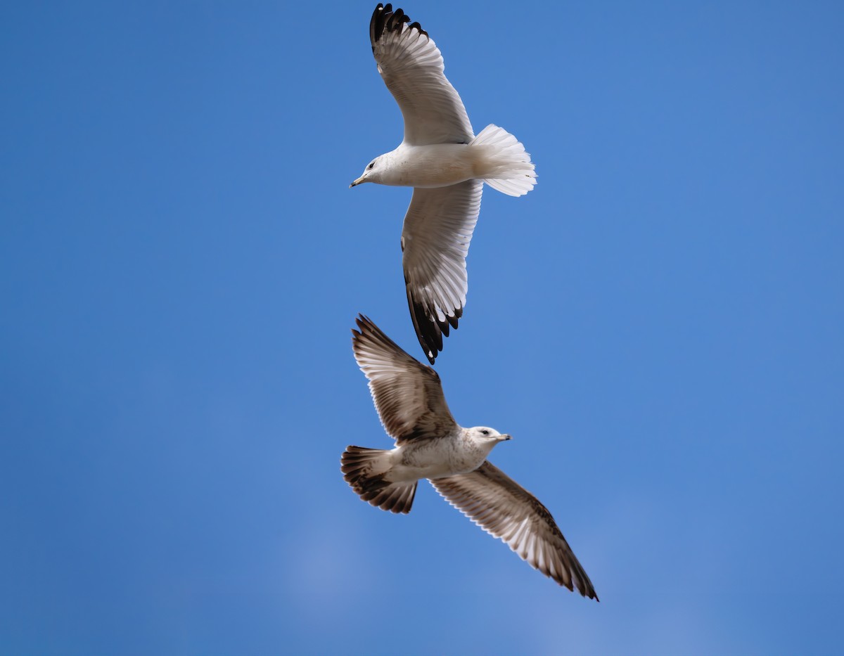 Ring-billed Gull - ML638002936