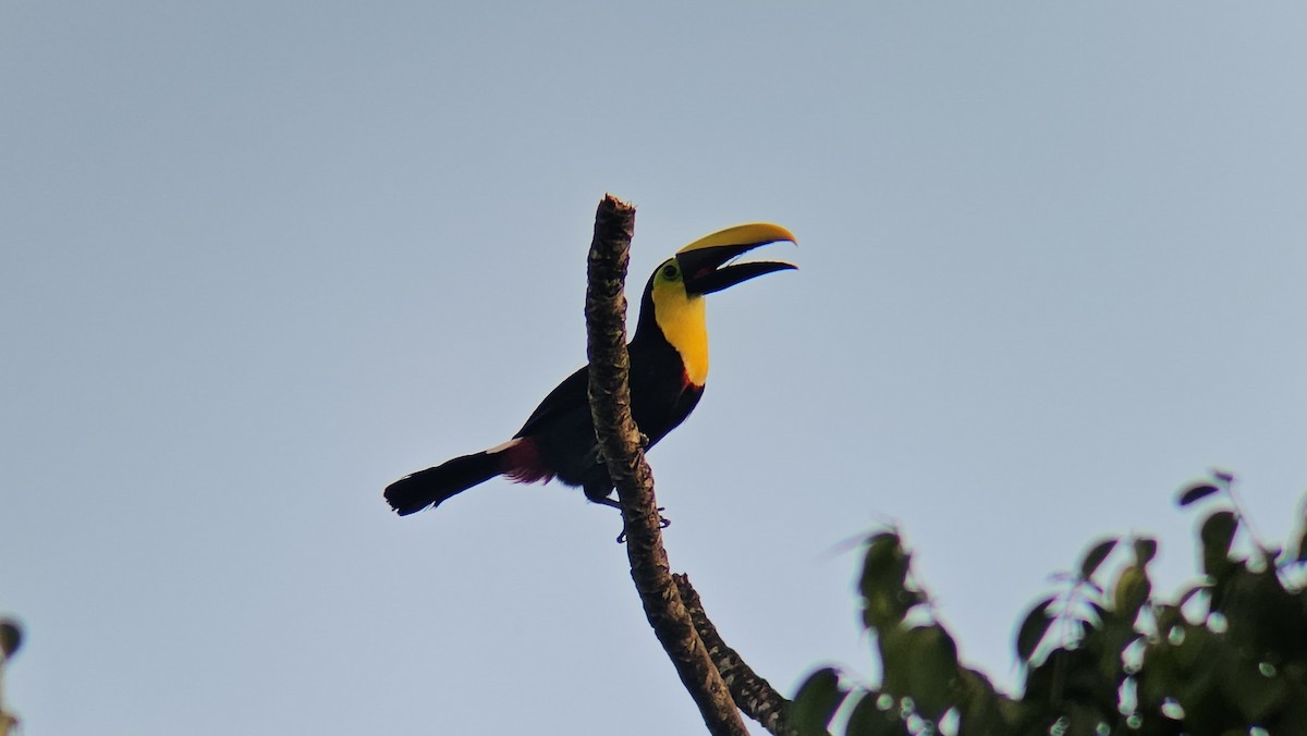 Choco Toucan - ML638002988