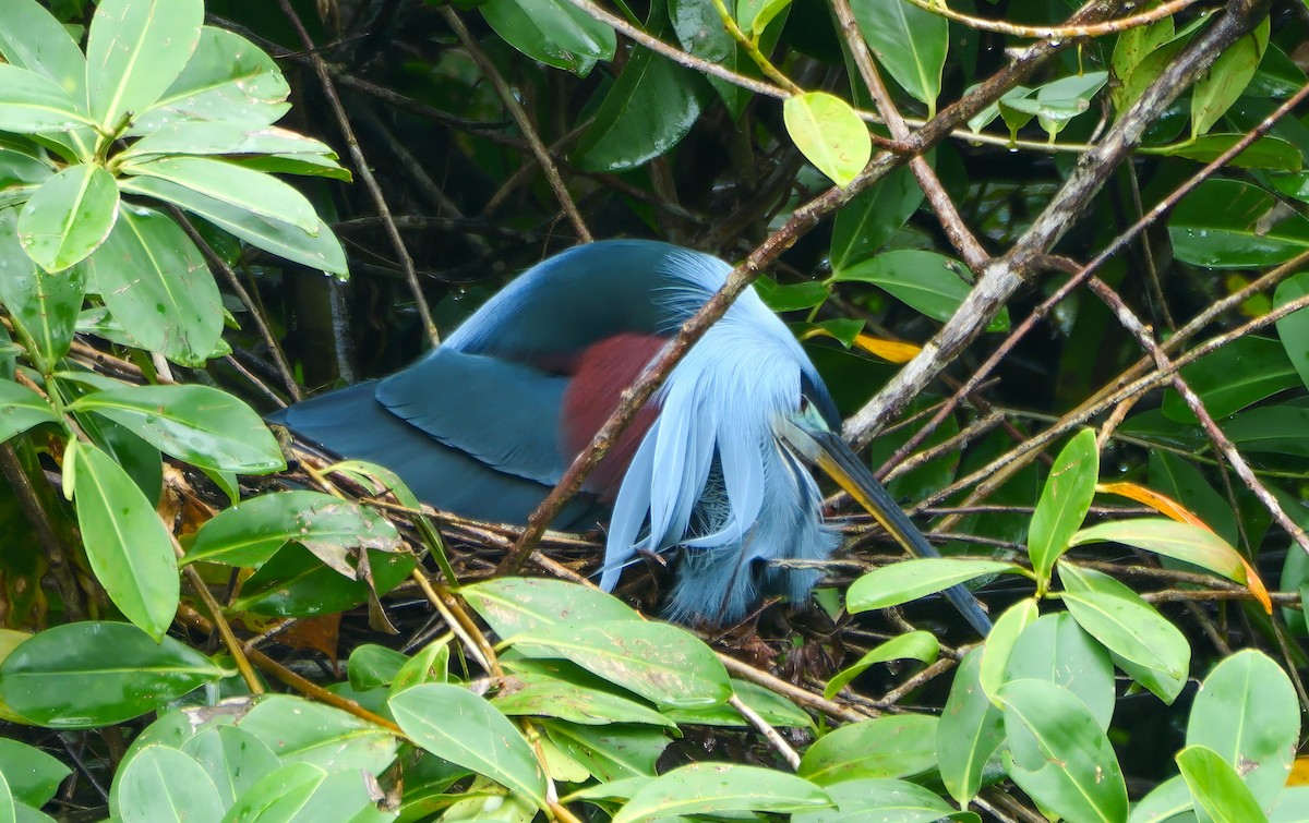 Agami Heron - ML638003077