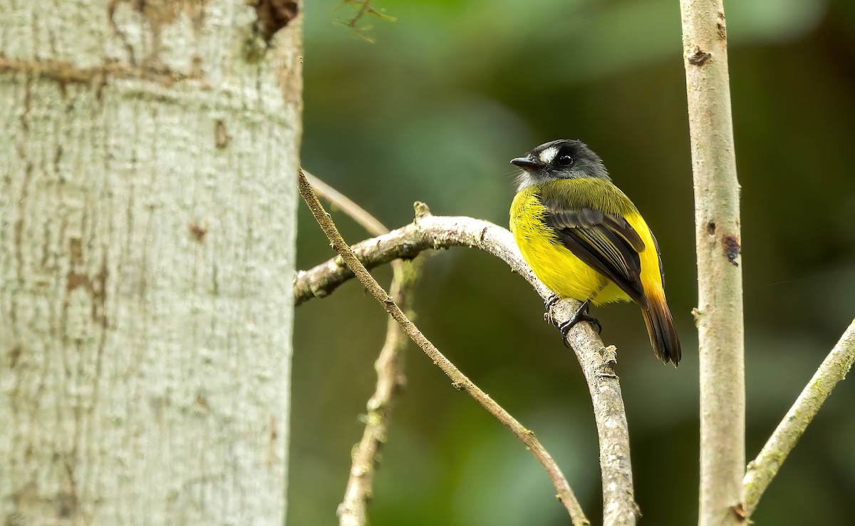 Ornate Flycatcher (Western) - ML638003083