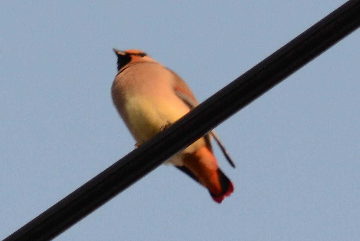 Japanese Waxwing - ML638003090